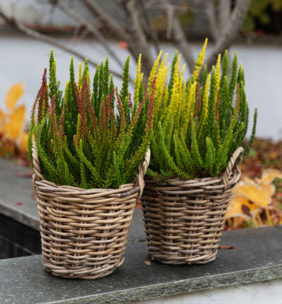 Calluna Colorado oransjegrønn  Calluna Colorado oransjegrønn